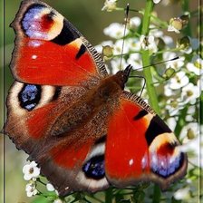 Схема вышивки «Дневной павлиний глаз»