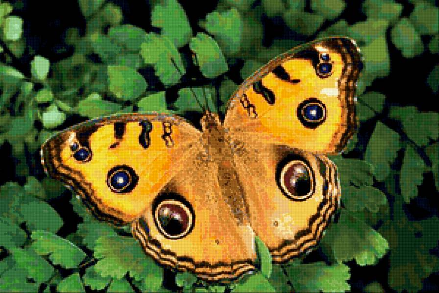 №228861 - насекомые животные, бабочки, природа - предпросмотр