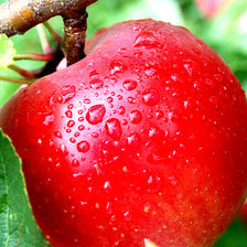 красное яблоко