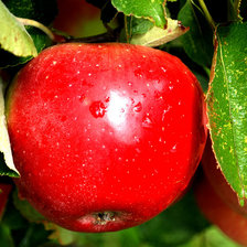 Схема вышивки «яблоко»