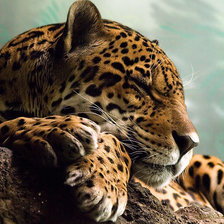 дикие кошки. гепард