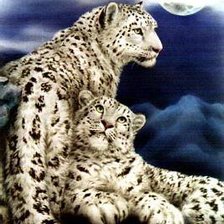 Схема вышивки «дикие кошки. снежные барсы»