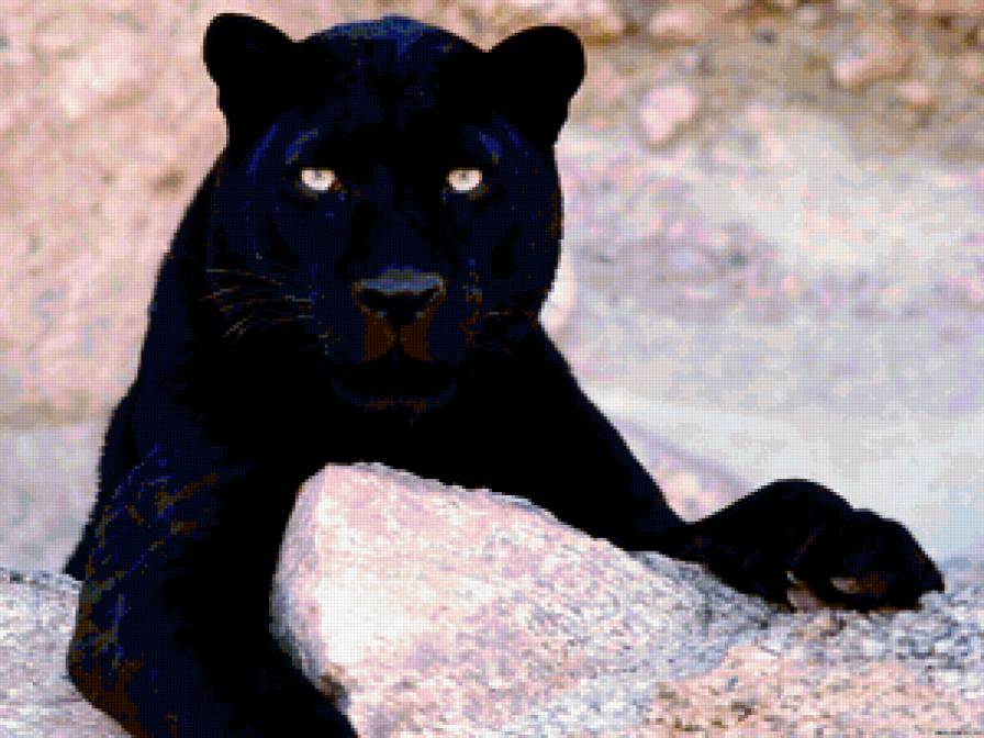 дикие кошки. пантера - предпросмотр