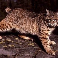 Схема вышивки «дикие кошки. рысь»