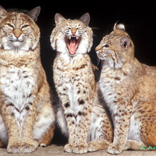 Схема вышивки «дикие кошки. рыси. трио»