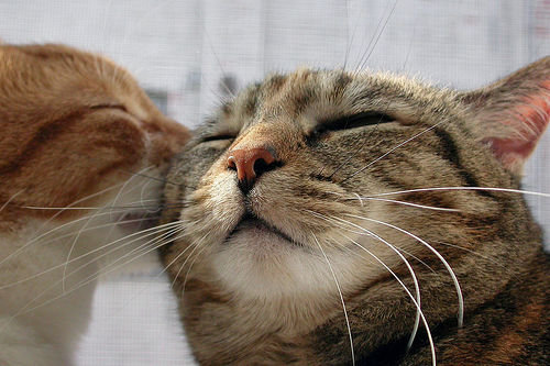 поцелуй - нежность, животные, кошки - оригинал