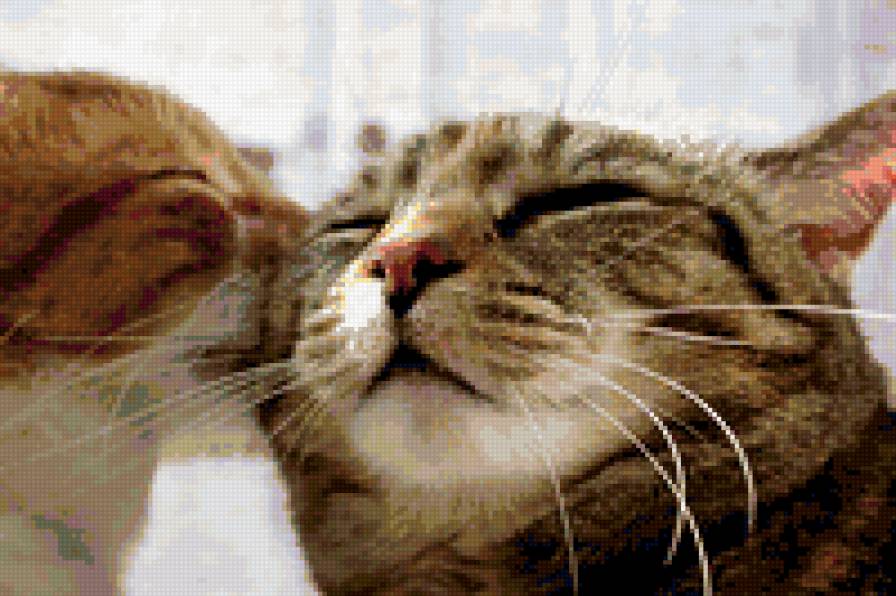 поцелуй - кошки, нежность, животные - предпросмотр