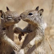 Схема вышивки «суслики»