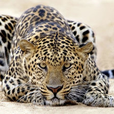 Схема вышивки «леопард»