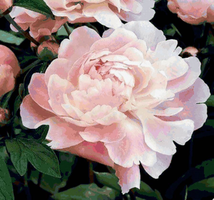 Пион - цветы - предпросмотр