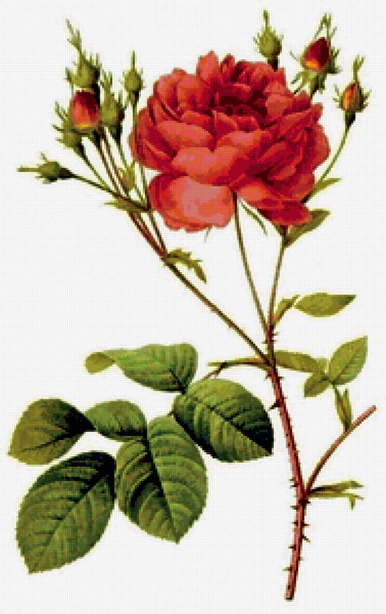 Роза - рисунок, цветы - предпросмотр