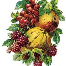 Схема вышивки «фрукты»