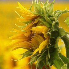 Схема вышивки «подсолнух»