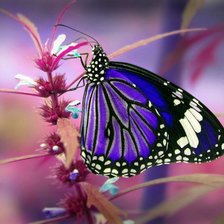 Схема вышивки «бабочка»