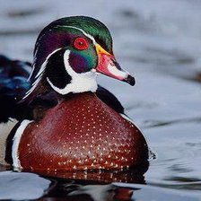 Схема вышивки «№229772»