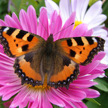 Схема вышивки «№229832»