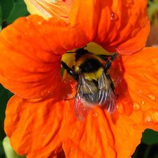 Схема вышивки «№229833»