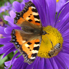 Схема вышивки «№229835»