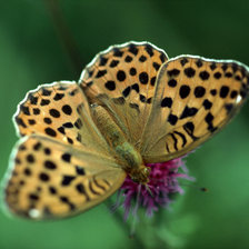 Схема вышивки «№229836»