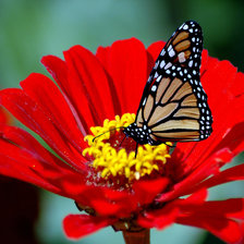 Схема вышивки «№229838»