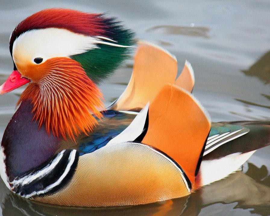 №229843 - оригинал