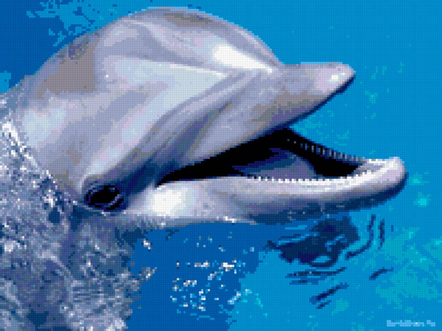 дельфин - дельфин, рыбы - предпросмотр