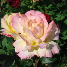 Схема вышивки «карамелька»