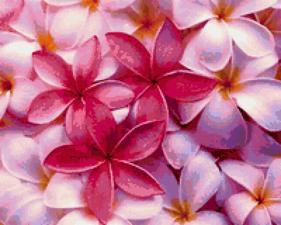 Плюмерия - цветы - предпросмотр