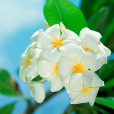 Схема вышивки «Плюмерия»