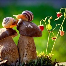 Схема вышивки «БЕЛЫЙ ГРИБ»