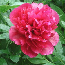 после дождичка