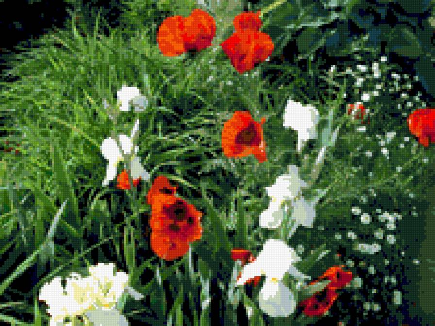 полянка - маки, ирисы, цветы - предпросмотр