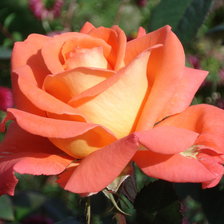 Схема вышивки «рыжая красавица»