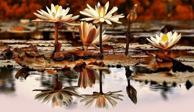 кувшинки - оригинал