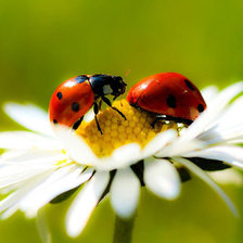 божья коровка