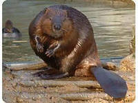 Схема вышивки «бобрик1»