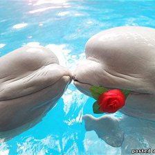 Схема вышивки «дельфины»