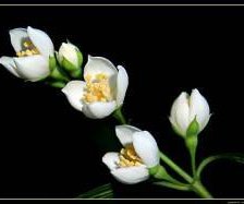 Схема вышивки «жасмин»