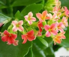 Схема вышивки «комнатные цветы»