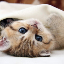 Схема вышивки «№230548»