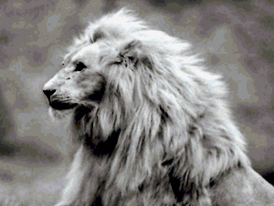 дикие кошки. белый лев - фауна, животные, хищники, звери, кошки - предпросмотр