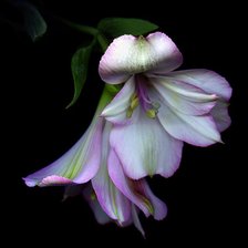 Схема вышивки «№230808»