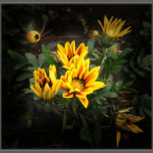 Схема вышивки «№230827»