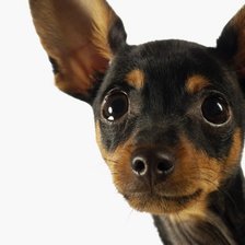 Схема вышивки «Собачка»