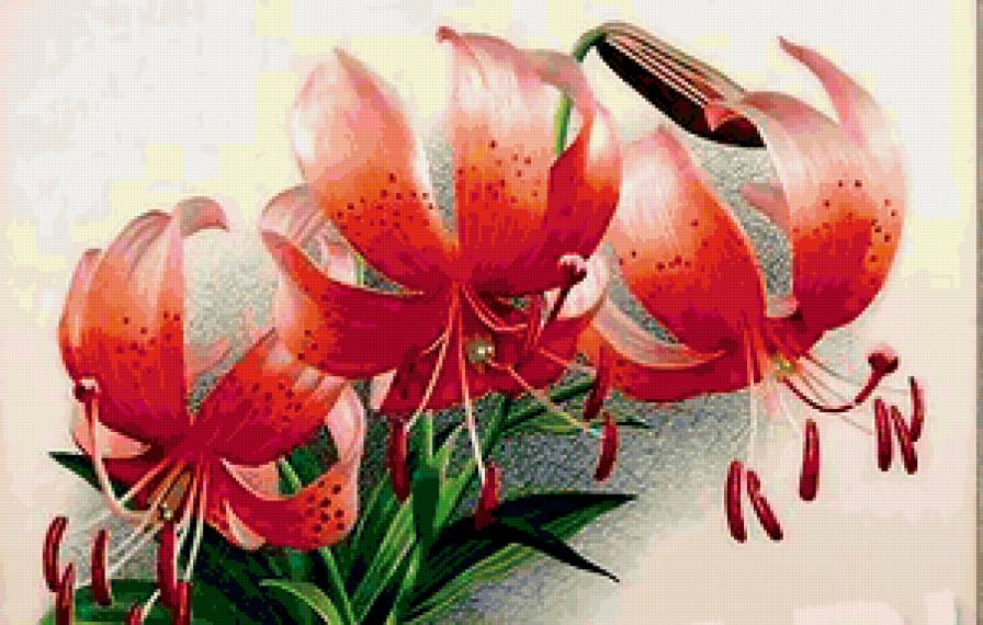 лилии - букет, цветы, лилии - предпросмотр