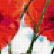 Предпросмотр схемы вышивки «маки» (№230967)