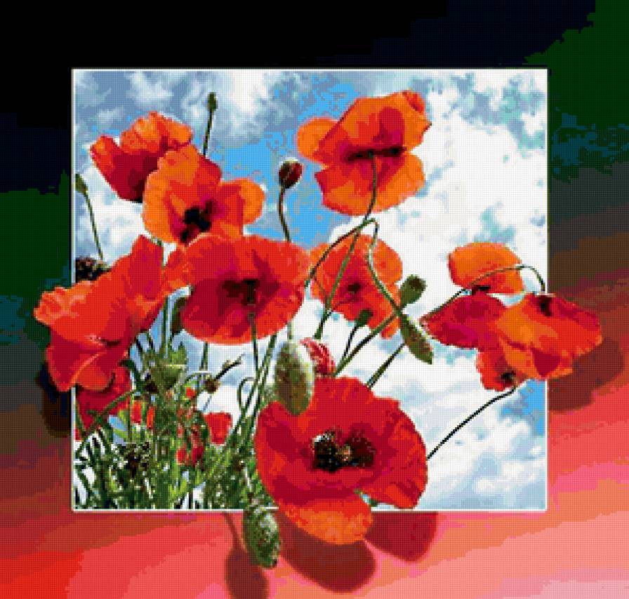 маки - маки, цветы, букет - предпросмотр