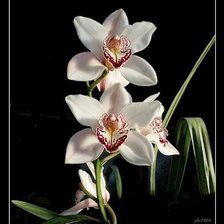 Схема вышивки «цветы»