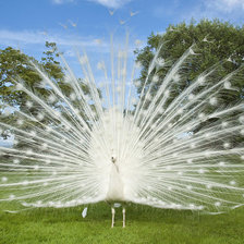 Схема вышивки «№231008»