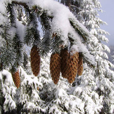 Схема вышивки «ЕЛОВАЯ ВЕТКА»